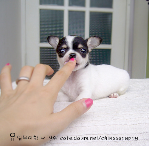 와와 이미지